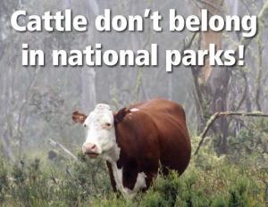 Cattle-dont-belong-in-national-parks-their-National-Parks