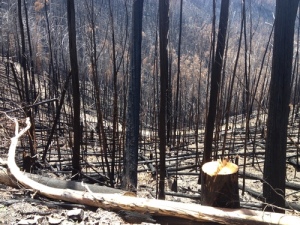 burnt alpine ash near the Great Alpine Road, March 2013