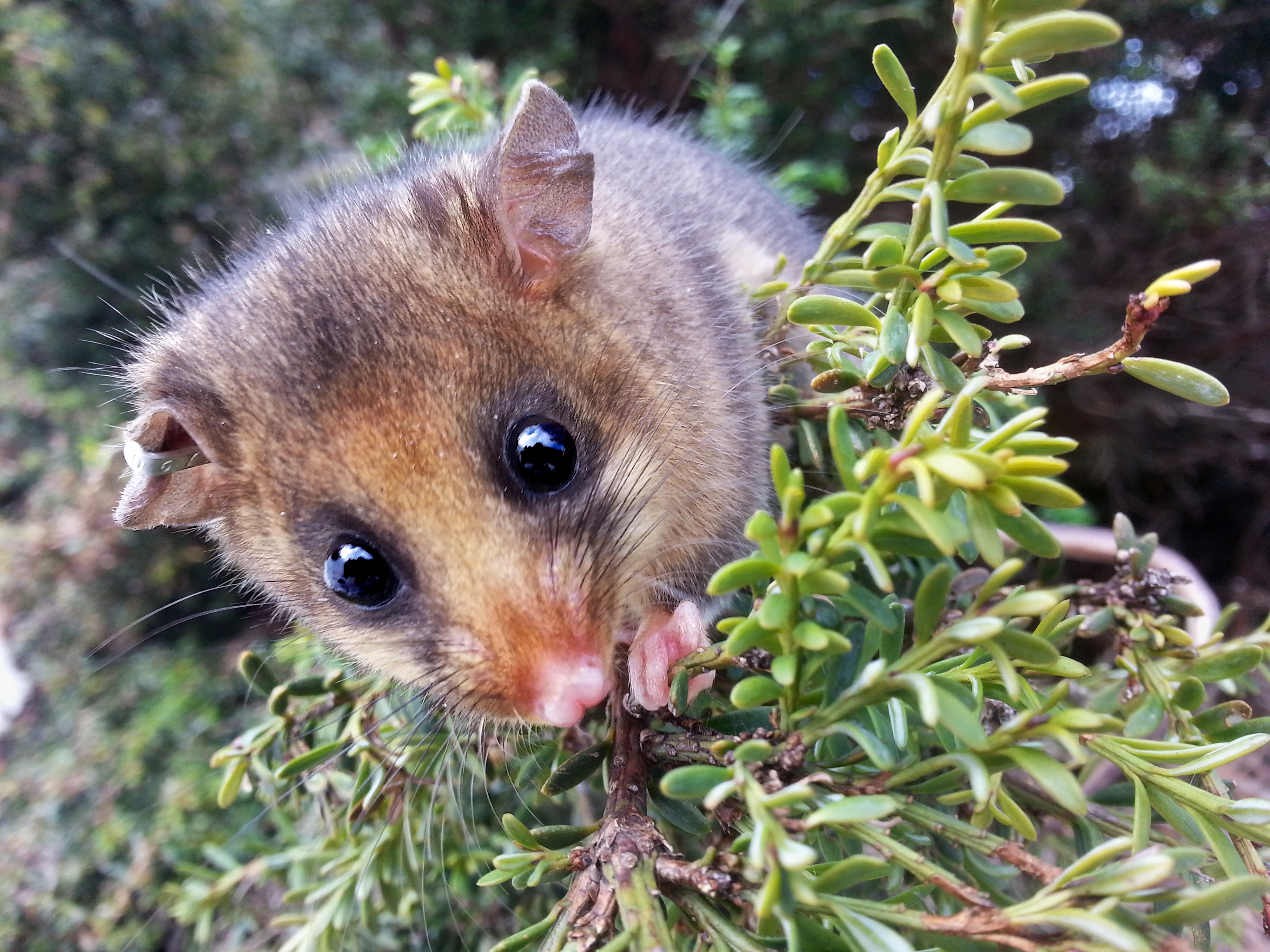 Pygmy Possum Profile: Traits, Facts, Teeth, Cute, Babies